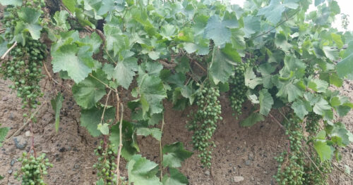 تصویر بنر مقاله بهینه سازی سئو در nuxt.js