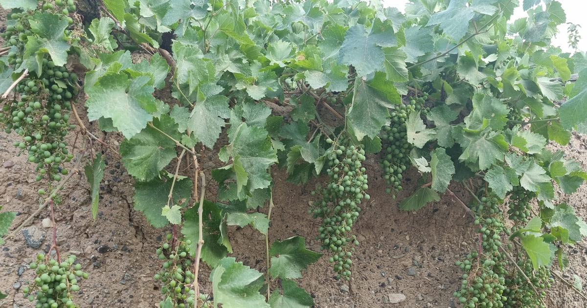 تصویر بنر مقاله بهینه سازی سئو در nuxt.js