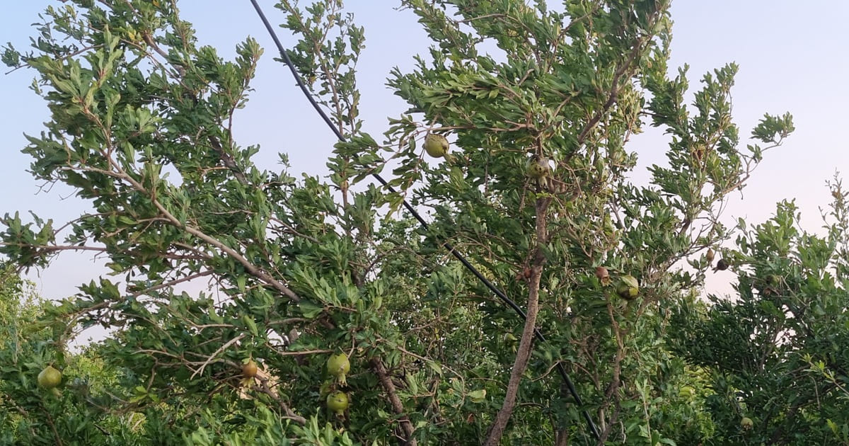 تصویر درخت به عنوان بنر برای مقاله هاست رایگان برای وردپرس
