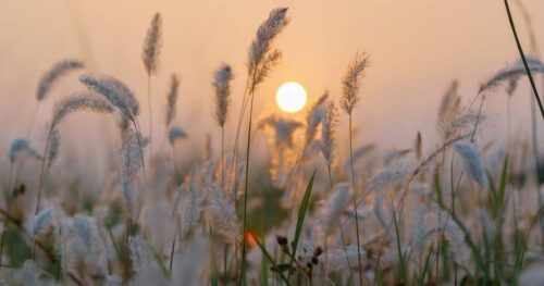 تصویر بنر مقاله المنتور نسخه 4